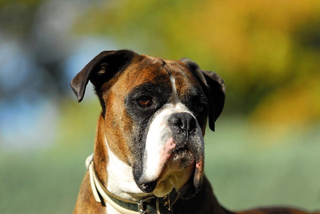 Henri