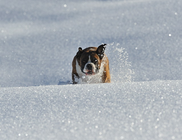 Henri