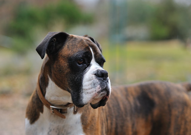 Henri