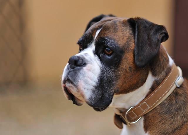 Henri