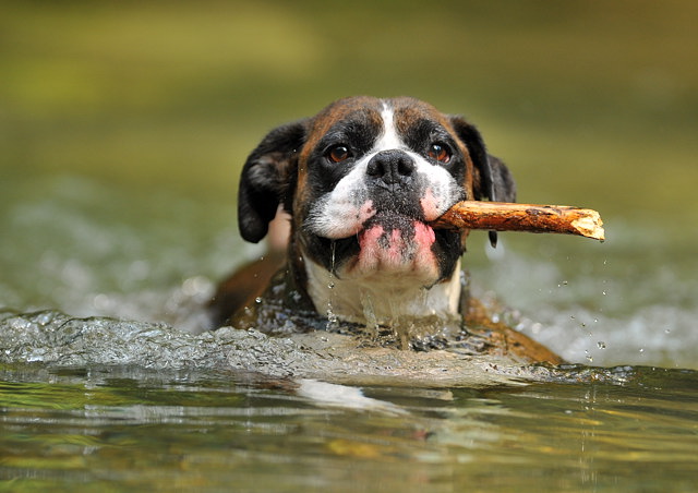 Henri's stick