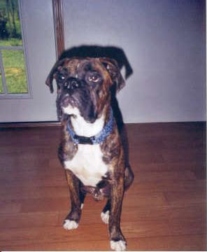 Henry, 9 months old
