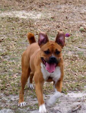Her ears have minds of their own!  LOL!!