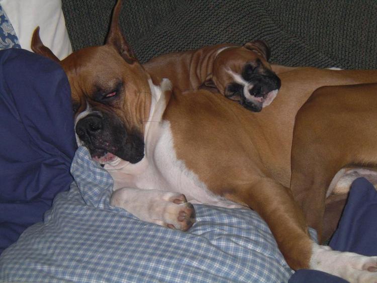 Hera's big pillow