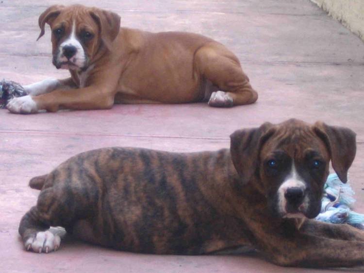 Hercules and Goliath