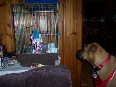 Here Birdie Birdie!