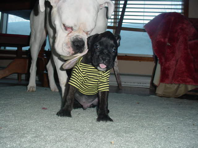 Here is Cassius in his Bee suit!!