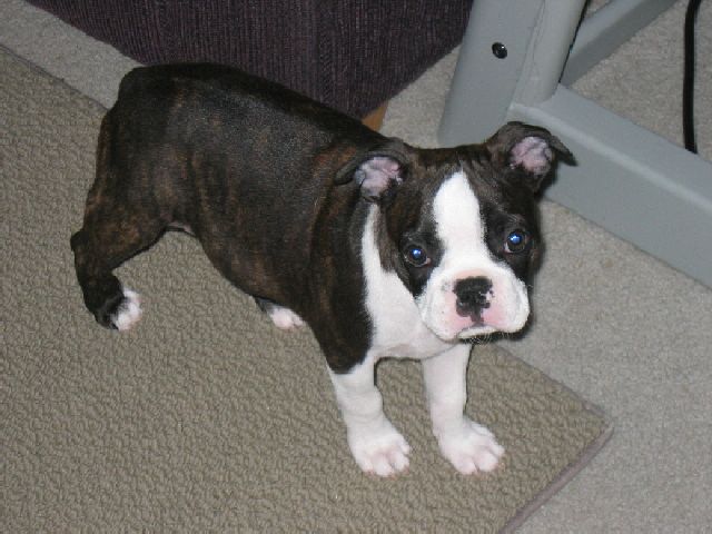 Here's Hemi!