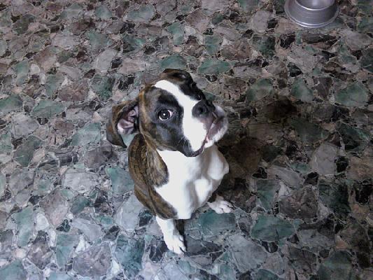 Heres Lola!