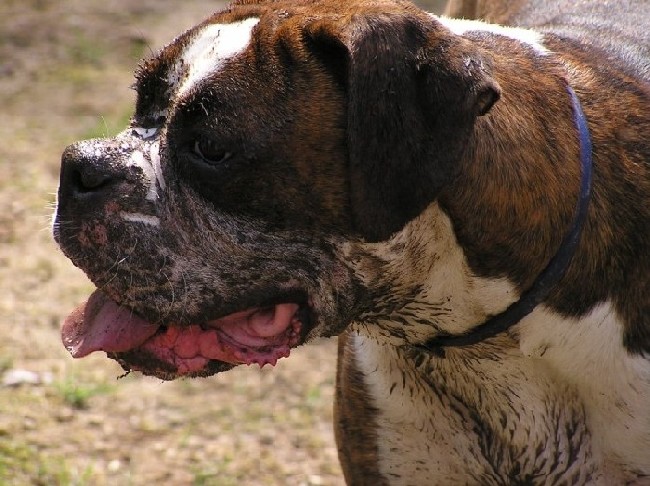 Here's mud in your face!