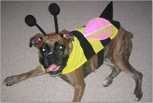 Here's My Bumble-Bee
