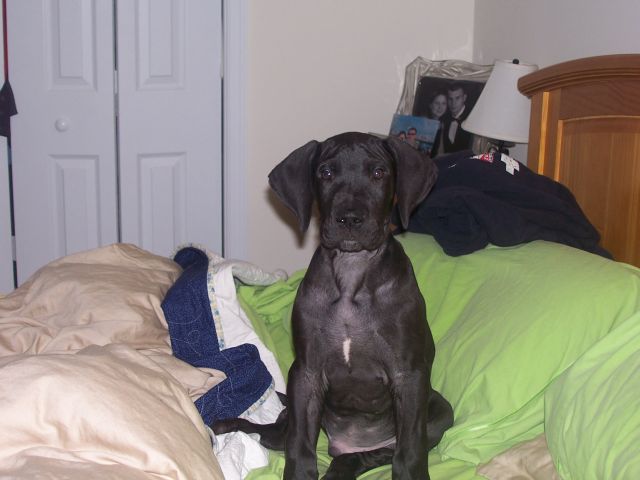 Here's our new addition....getting bigger and bigger!