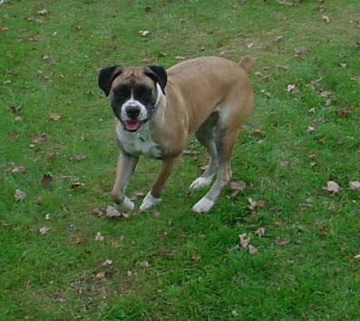 Here's Razz
