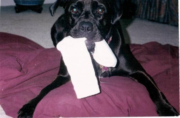 Here's your sock daddy...