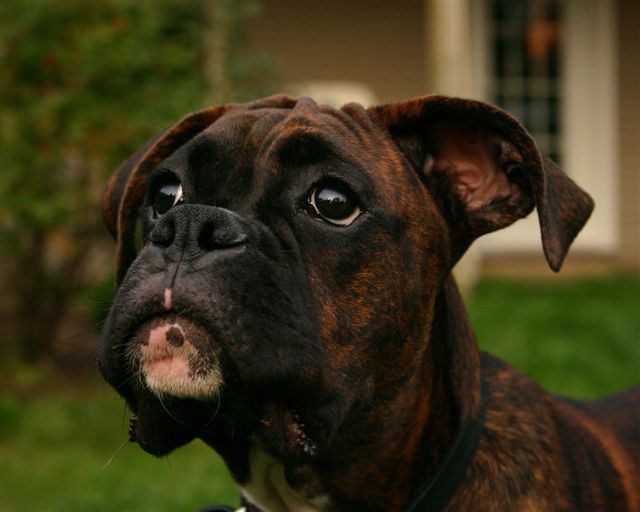 He's growing up, oh so fast.....and those soulful eyes.....