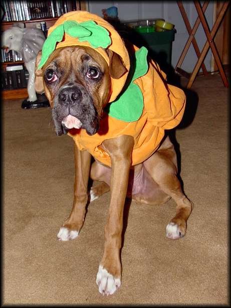 He's my little pumpkin!!!