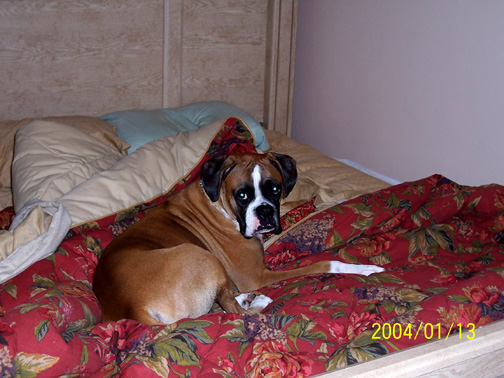He's taking over the bed, too!