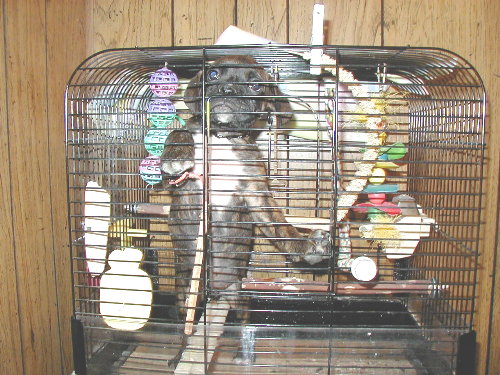 Hey, I'm not a bird !