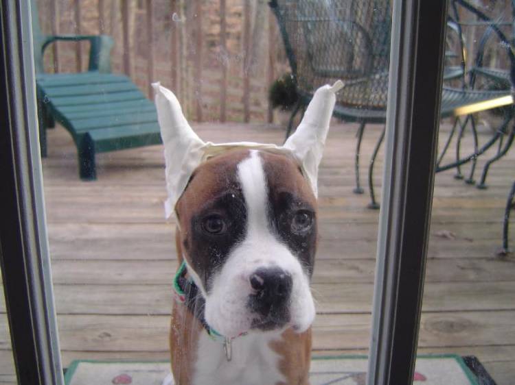 hey lemme in!
