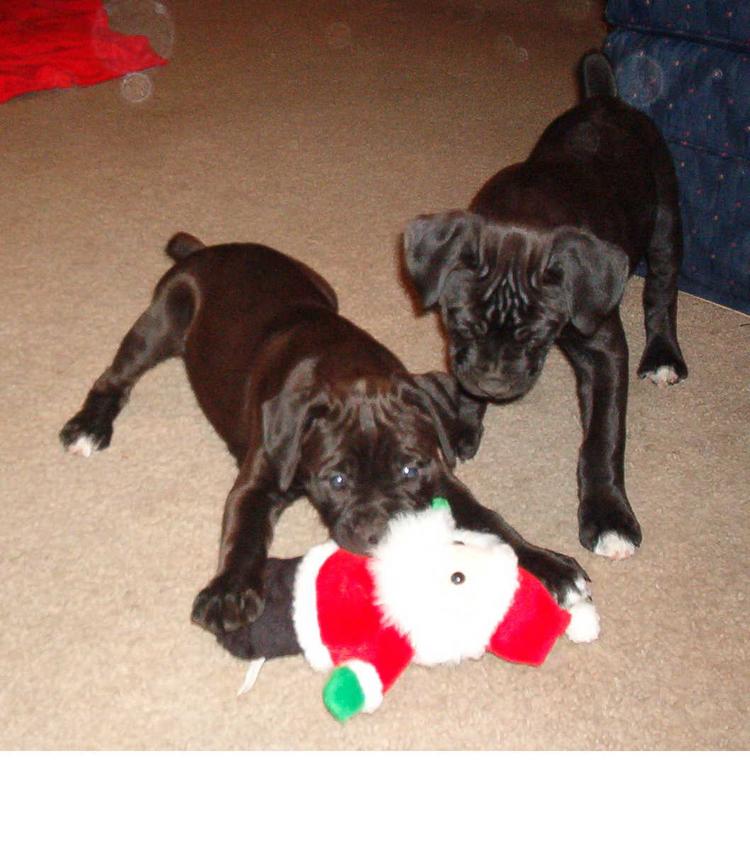 Hey, that's my toy
