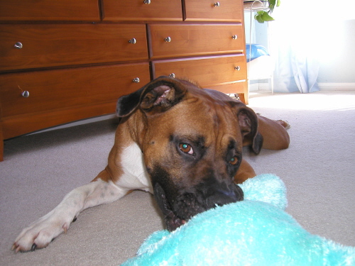 Hey, that's my toy!