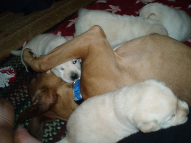 Hey these guys are so much fun!!!!
