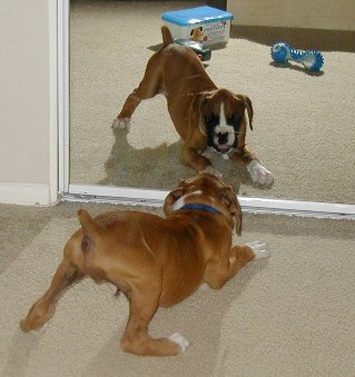 Hey, Wanna Play?