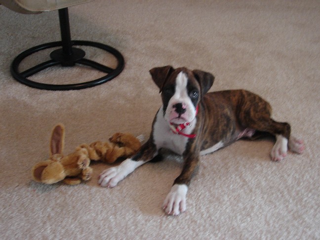 Hi! I'm BANDIT!