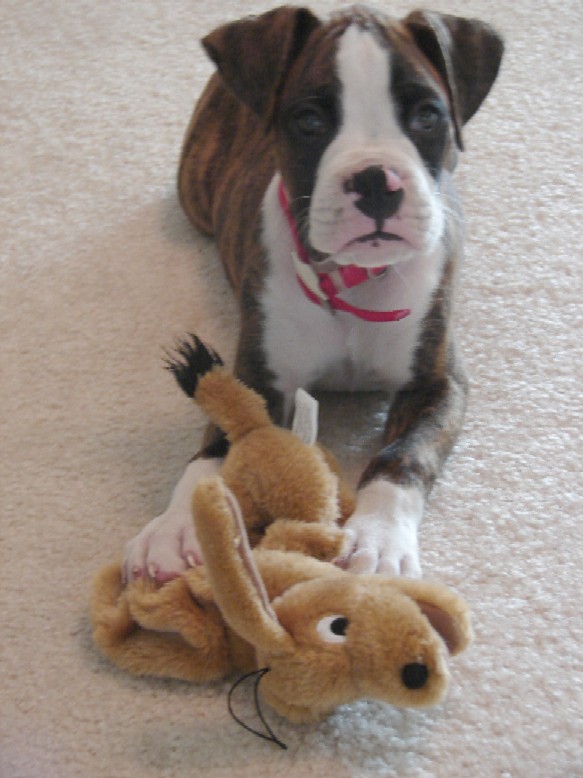 Hi! I'm BANDIT!