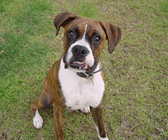 Hi, I'm Brutus from Georgia