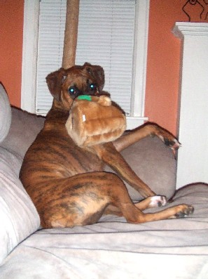 Hide-A-Squirrel
