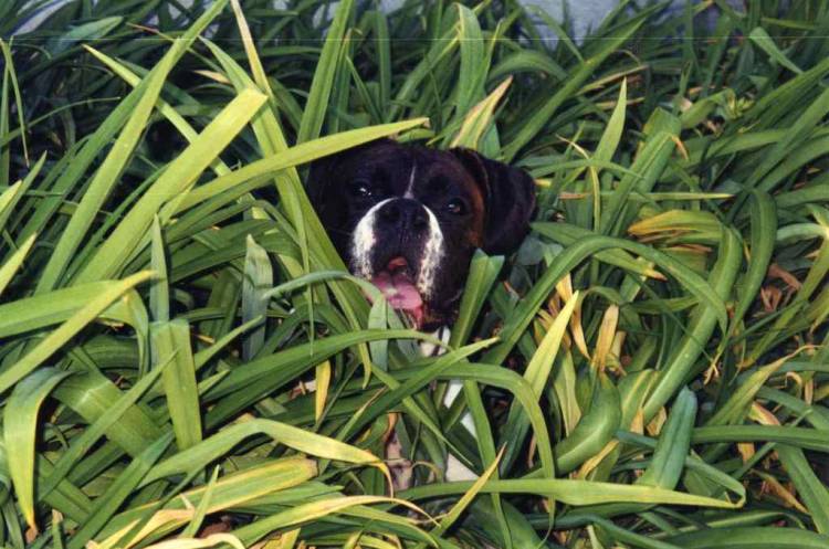 Hide and Seek