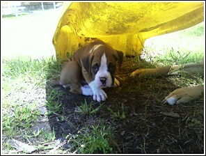 Hide & Go Seek