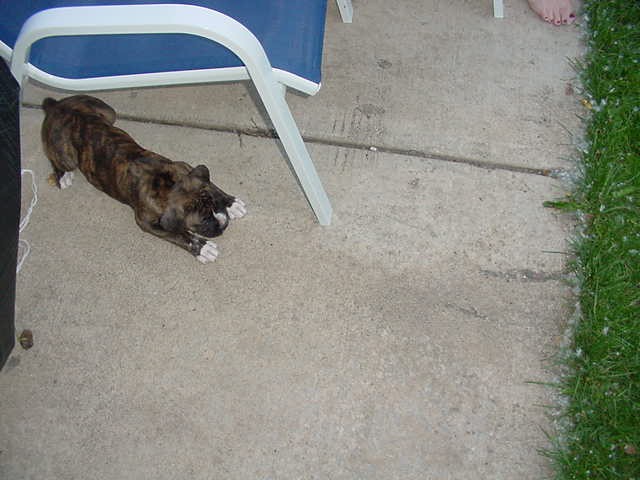 Hiding and ready to pounce