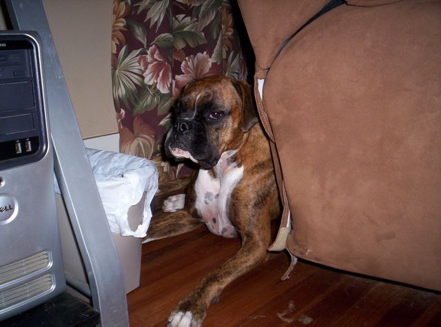 Hiding behind the couch