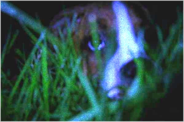 Hiding in the grass