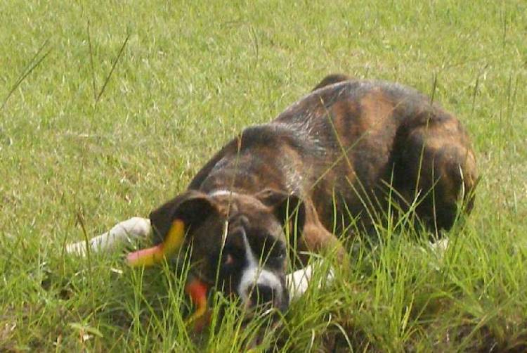 Hiding in the Grass