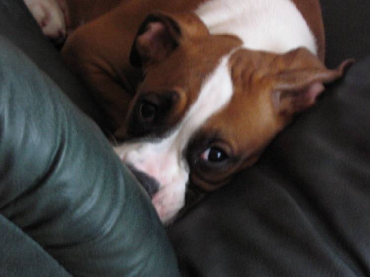 Hiding on the couch...