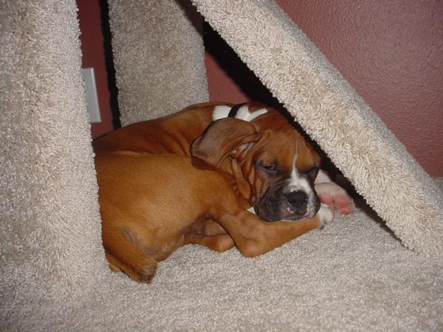 HIDING
