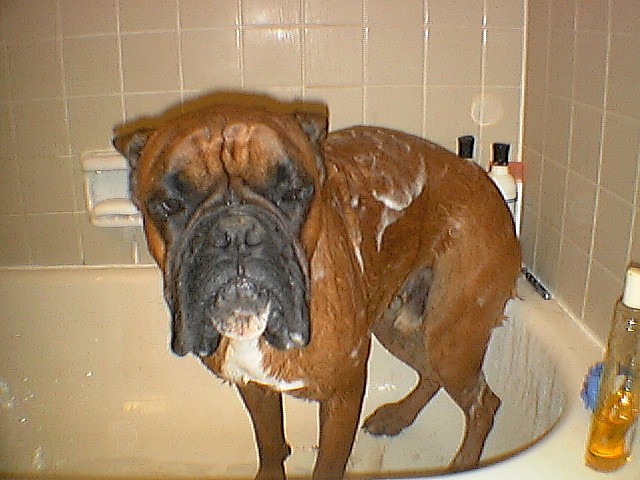 Hiero's bath