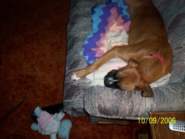 High-Energy Boxer at rest ;)