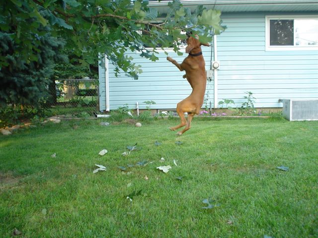 High Jump!