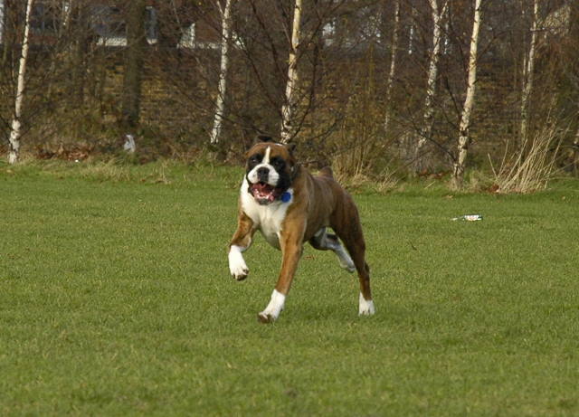 high speed Henri