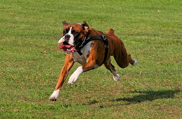 High speed Henri