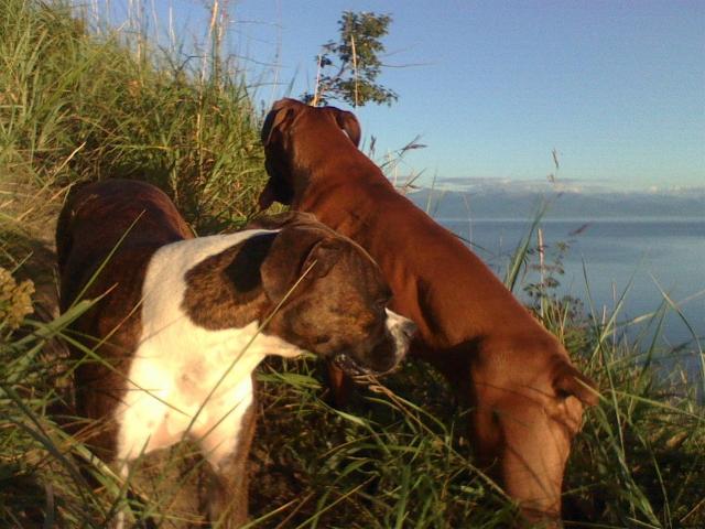 Hiking_up_Kincaid_Bluff_with_Lily_and_Ginger_sml1