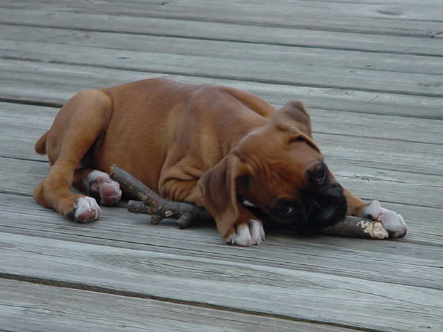 Hildie