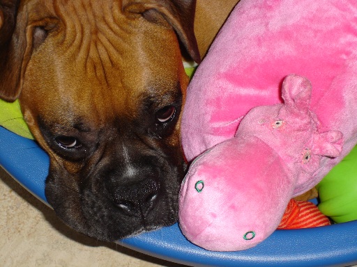 Hippo et moi