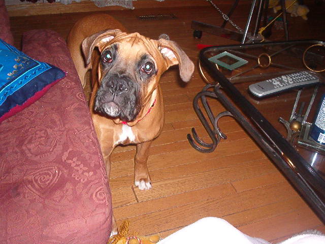 his design in life is to get treats