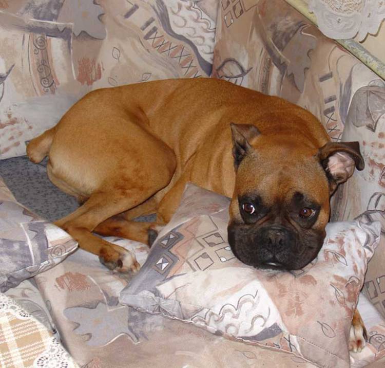 His favorite pillow