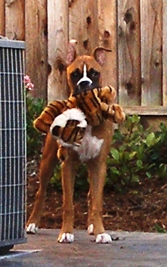 His favorite 'tiger'.